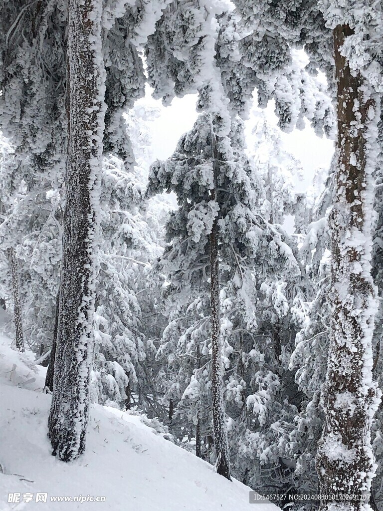 林海雪缘