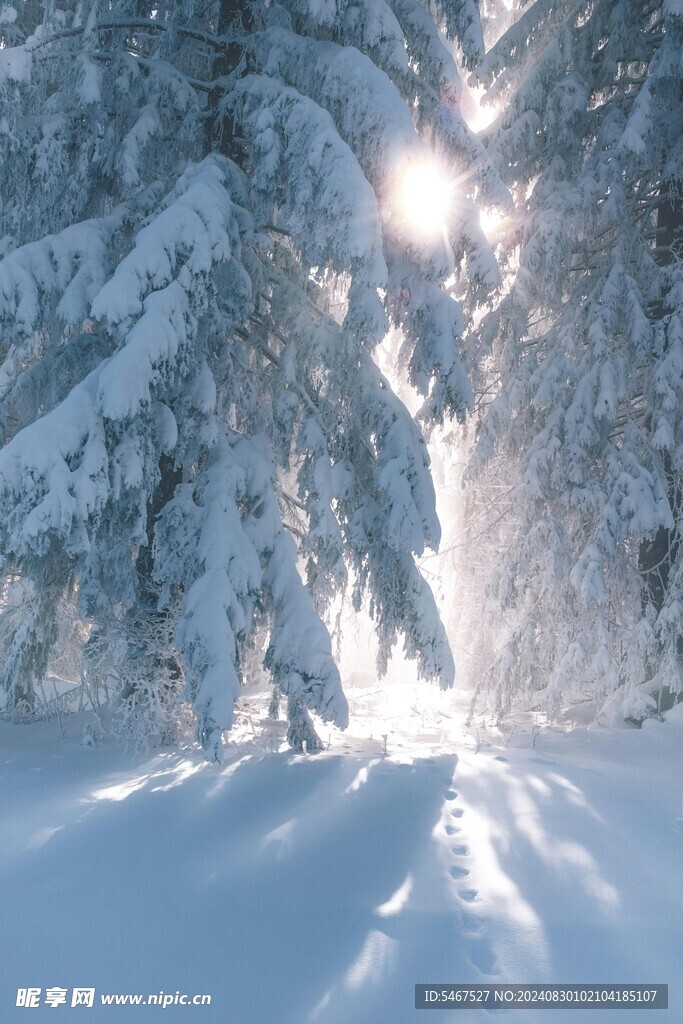冬天的雪景