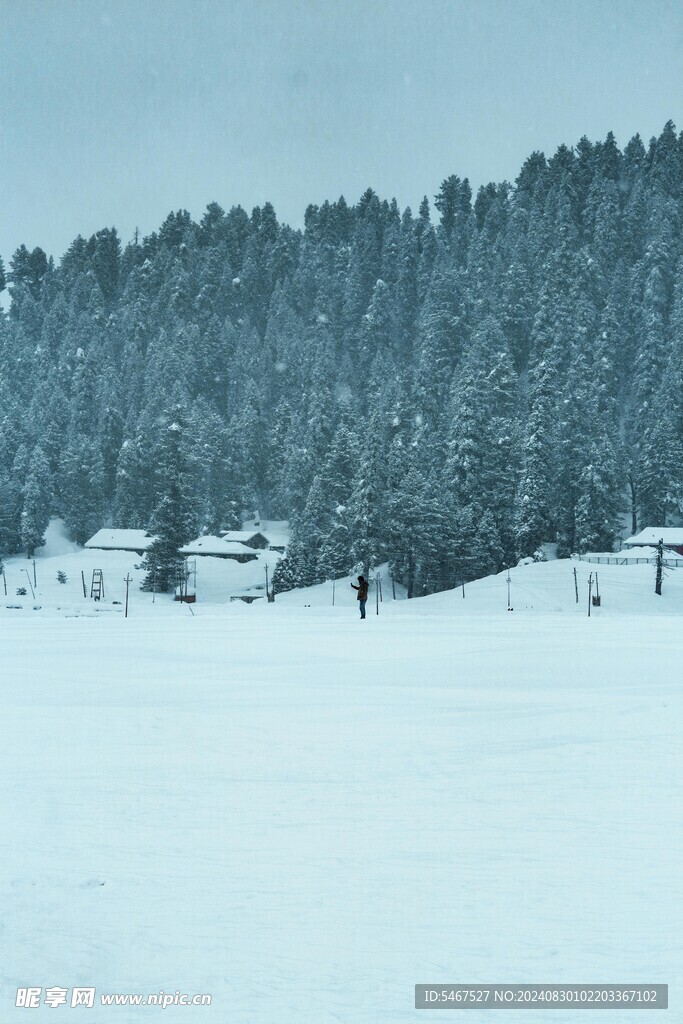  大雪覆盖的森林