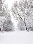 雾松 雪景 