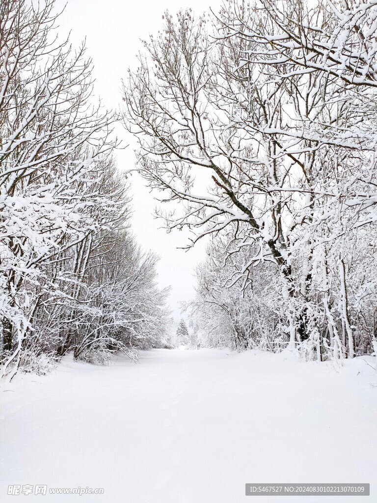 雾松 雪景 