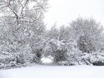 雾松雪景