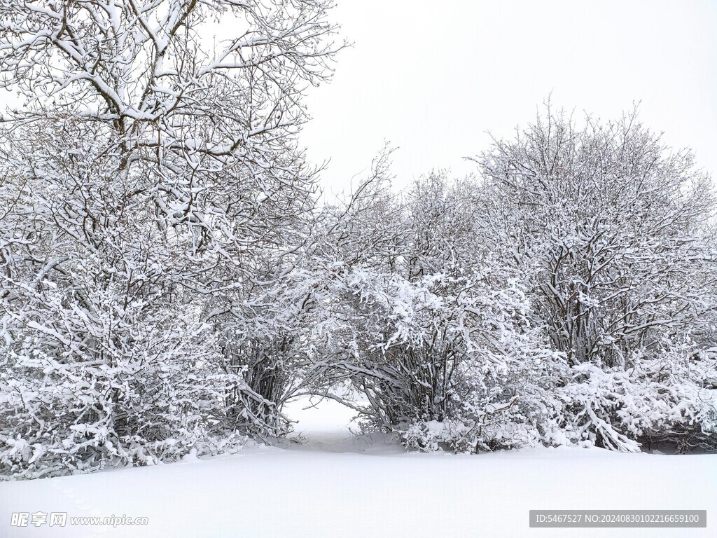 雾松雪景