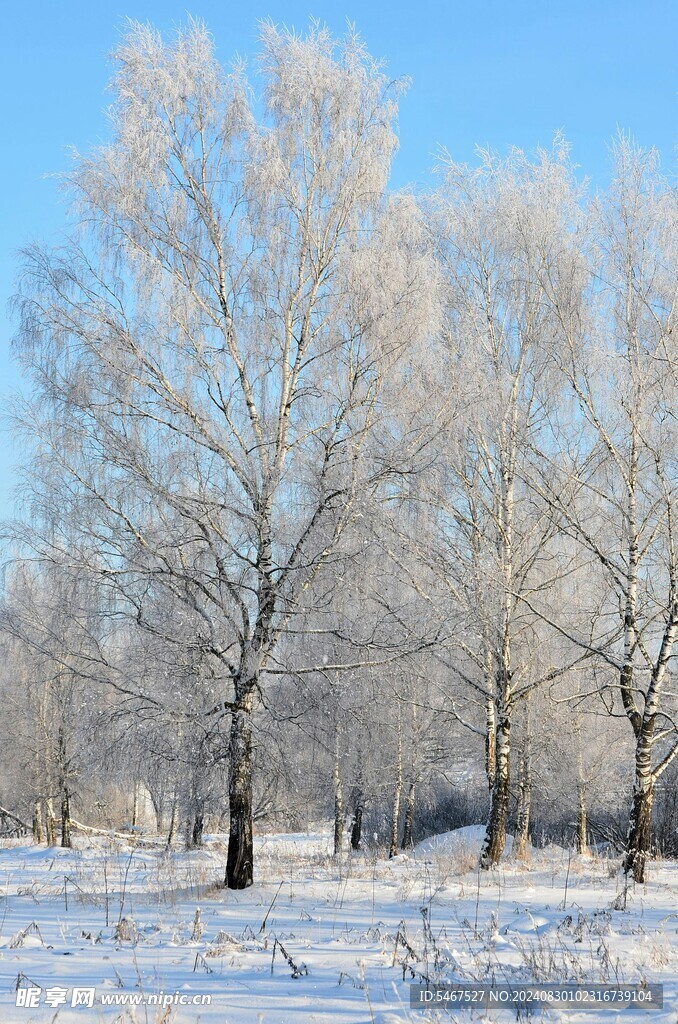 雾松 雪景  