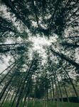 森林中的天空