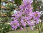 紫薇花
