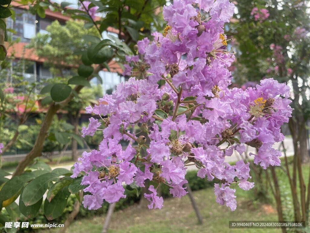 紫薇花