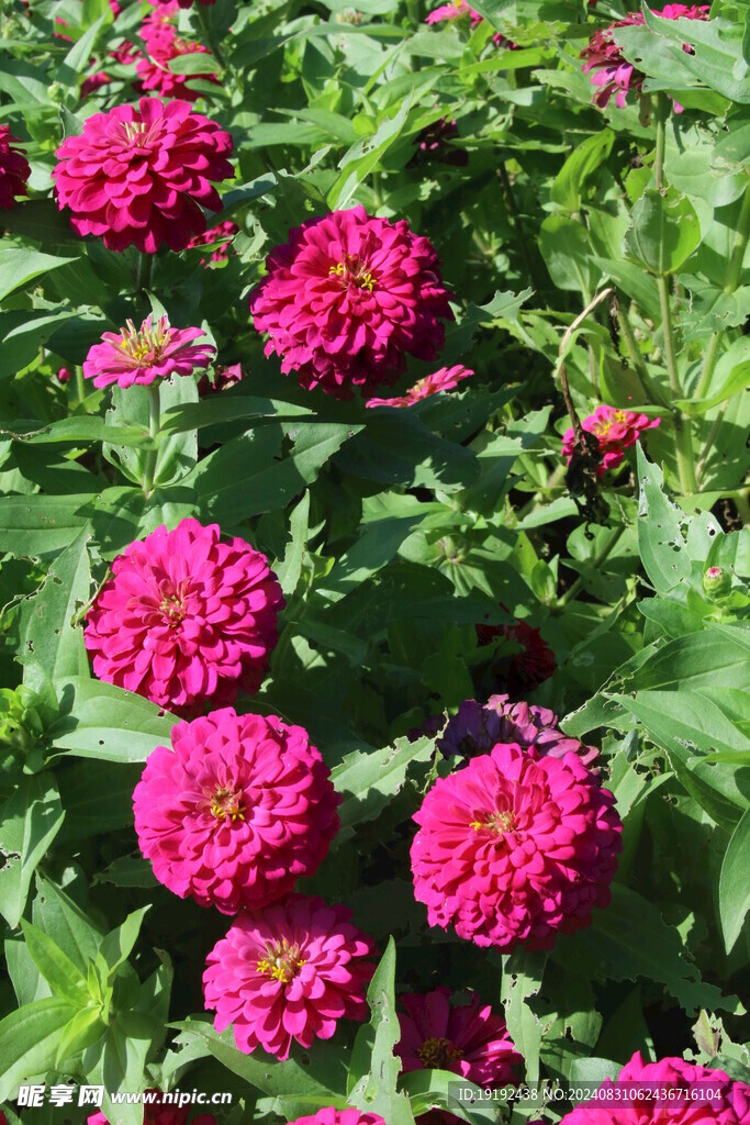 百日菊 