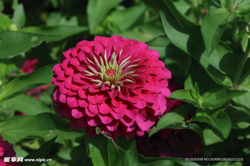 百日菊