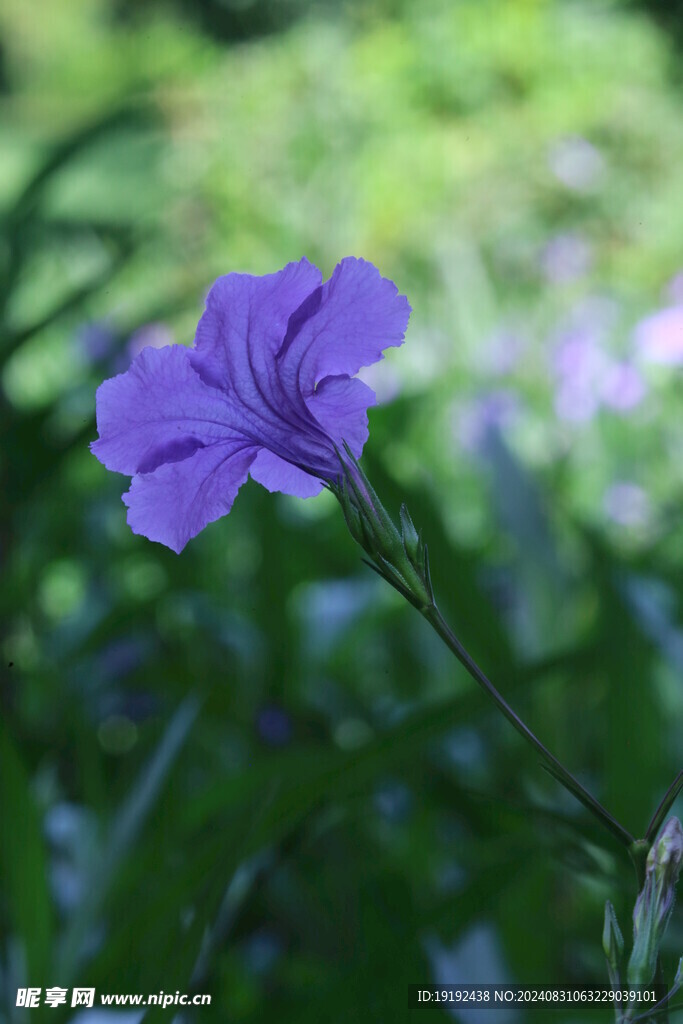 蓝花草  