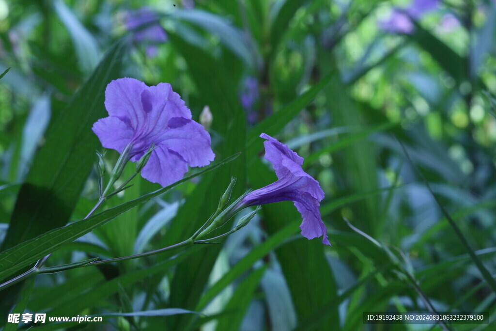 蓝花草 