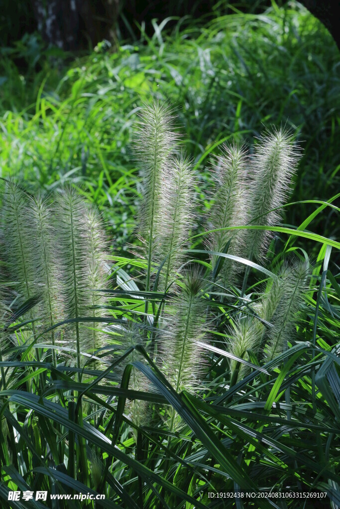 狼尾草 