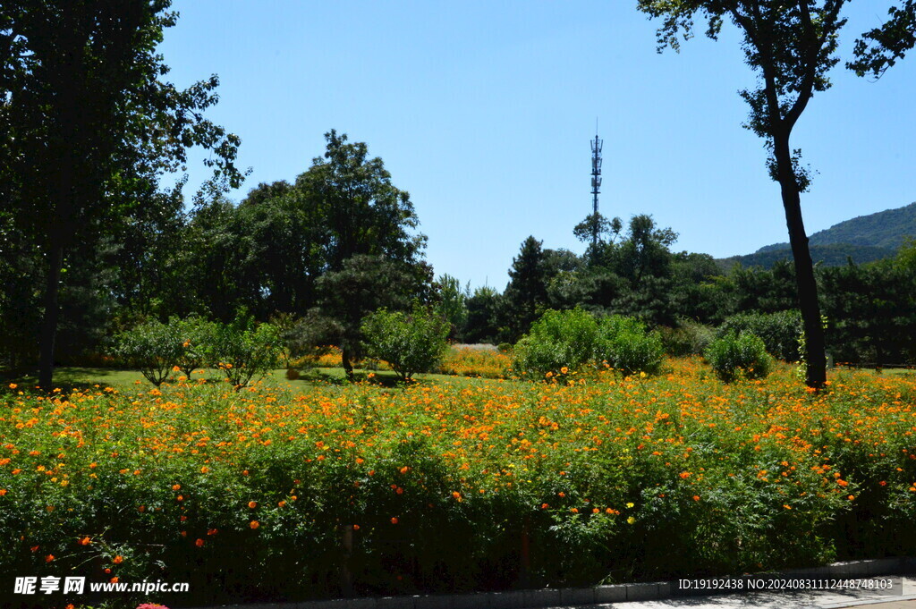 硫华菊  