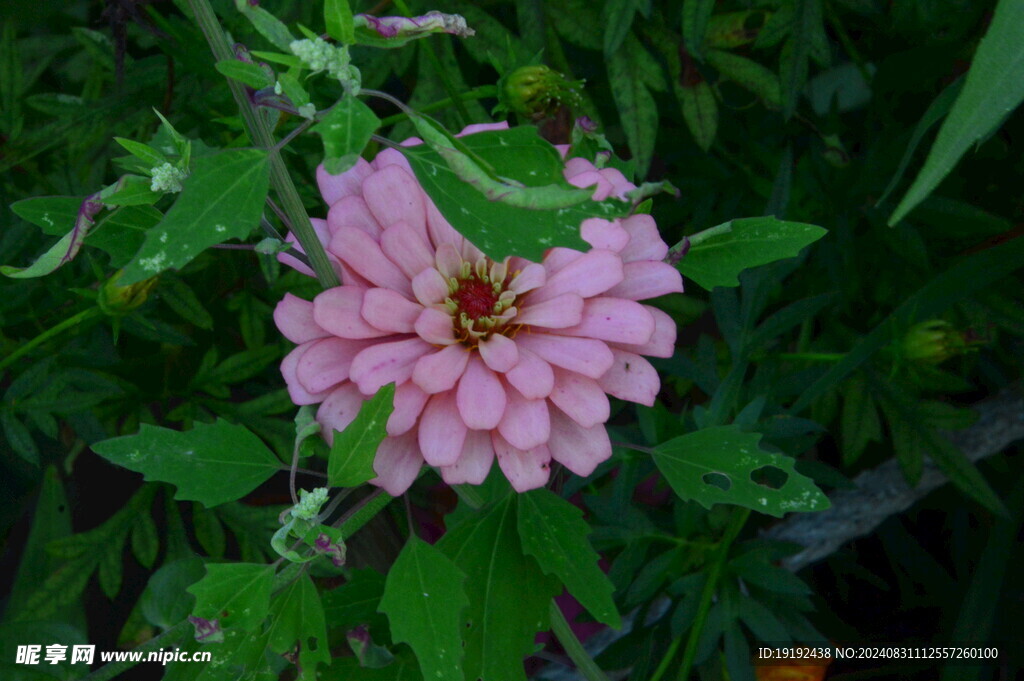 百日菊  