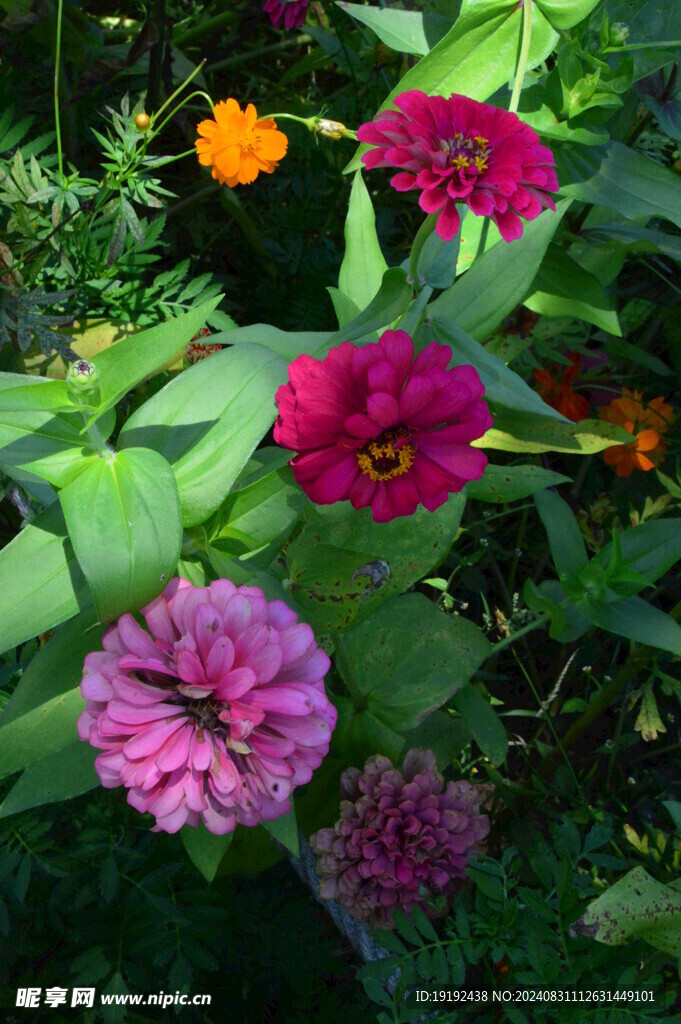 百日菊  