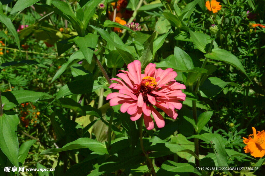 百日菊 