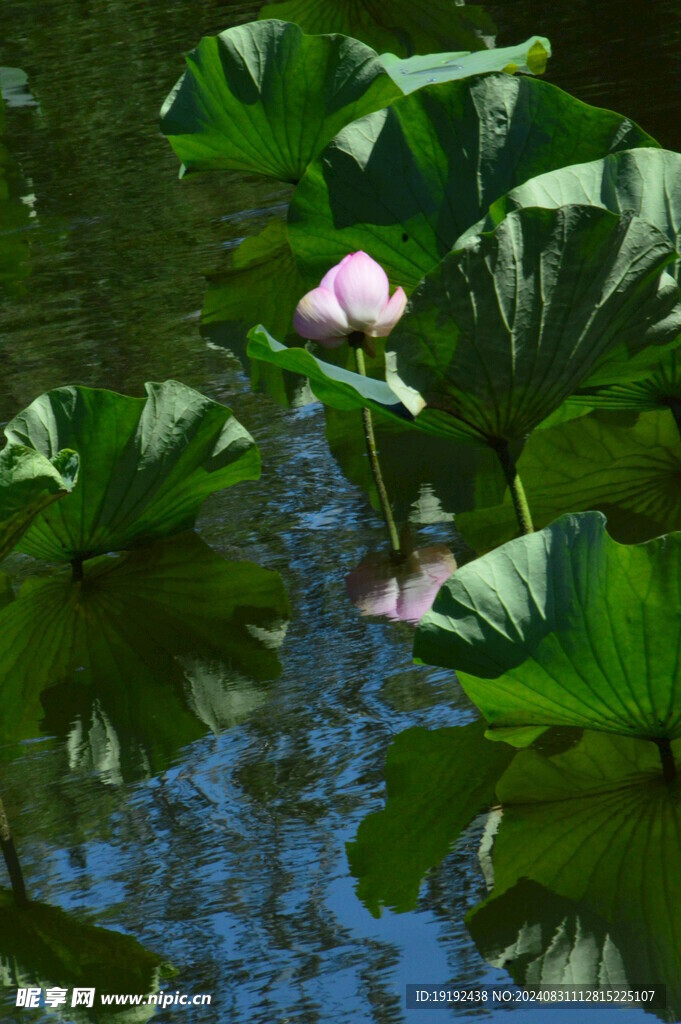 荷花荷叶 