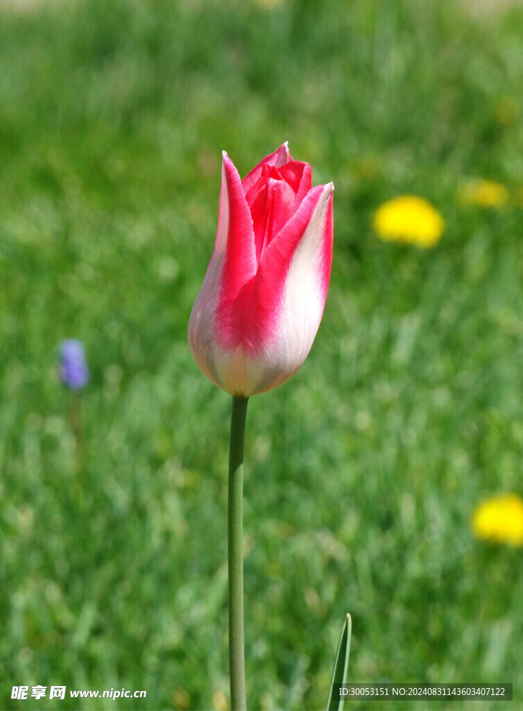 郁金香