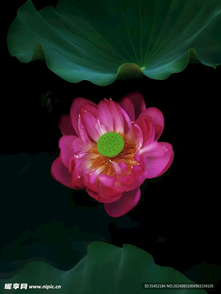 荷花