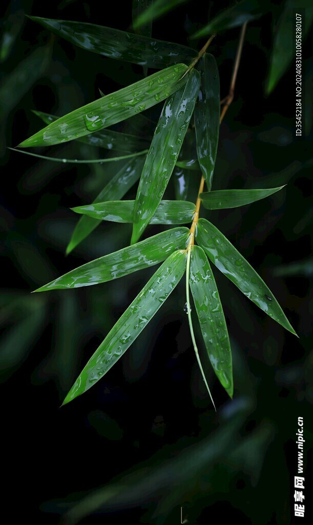 毛竹