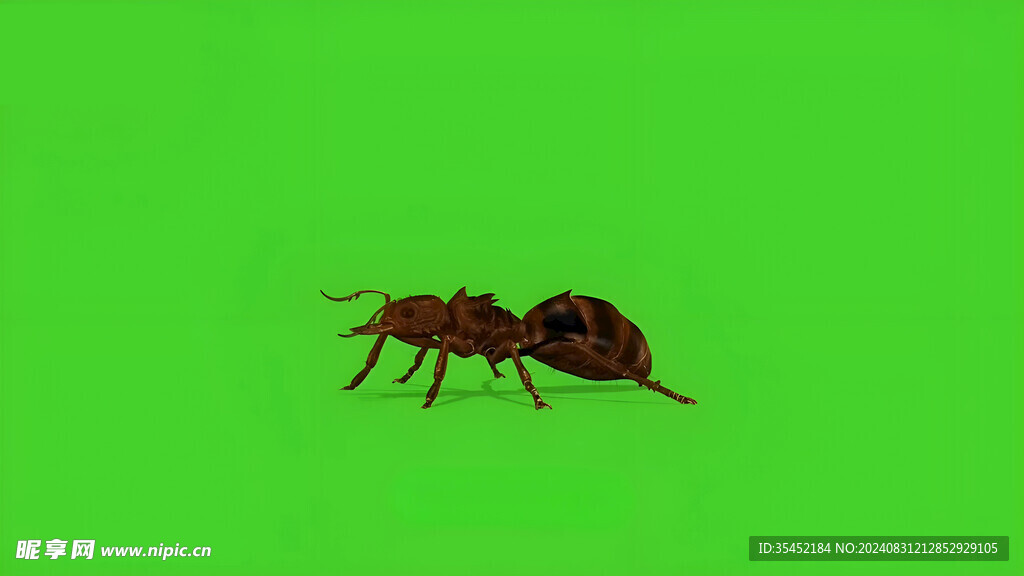 蚂蚁