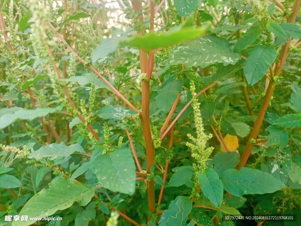 红梗刺苋菜