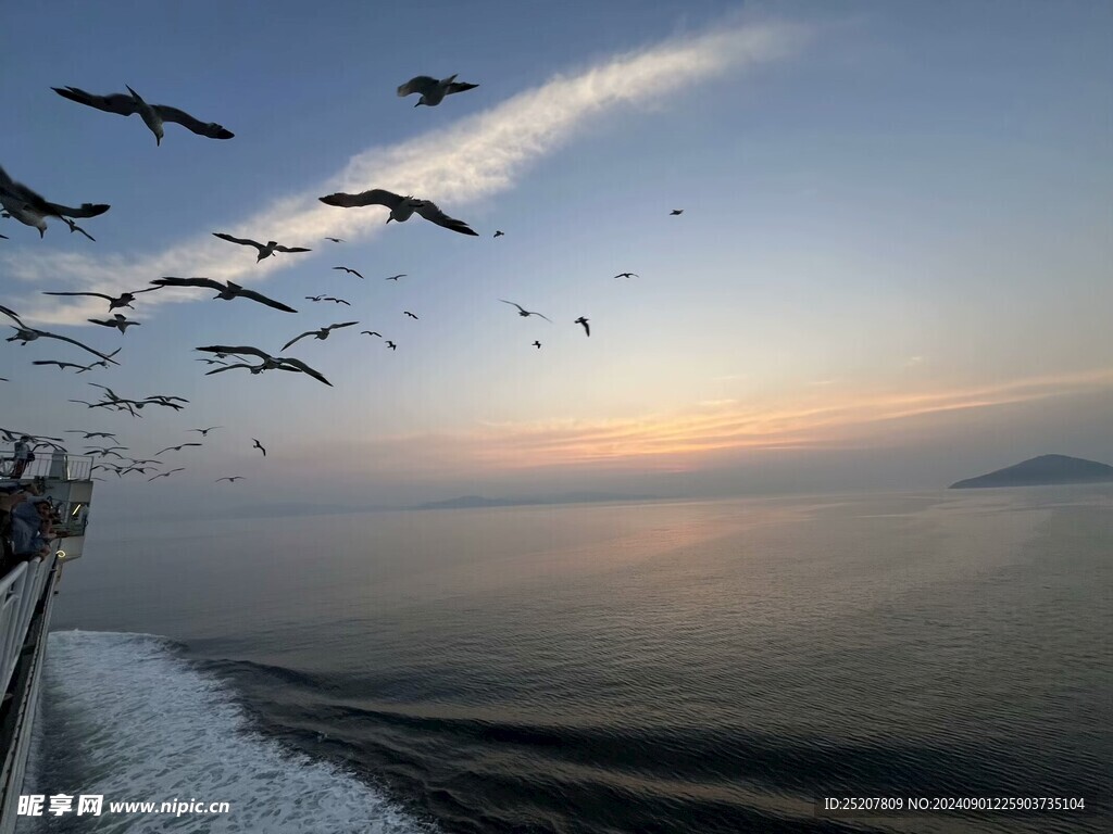 海面日出海鸥