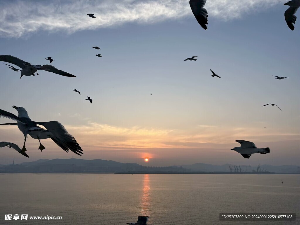 日出海鸥