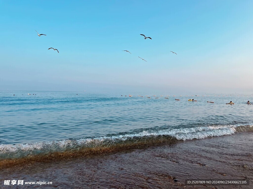 大海 海鸥