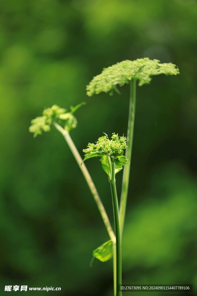 野胡萝卜花