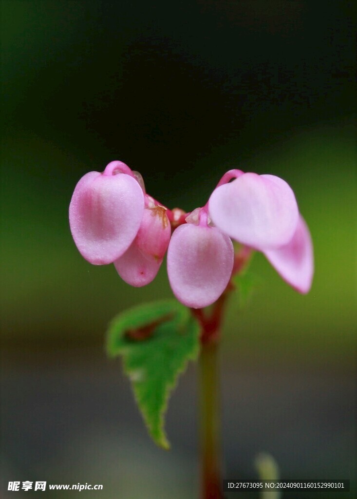 野花