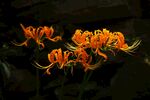 龙爪花