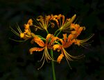 龙爪花