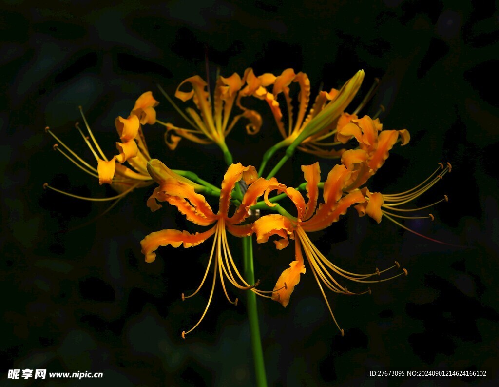 龙爪花