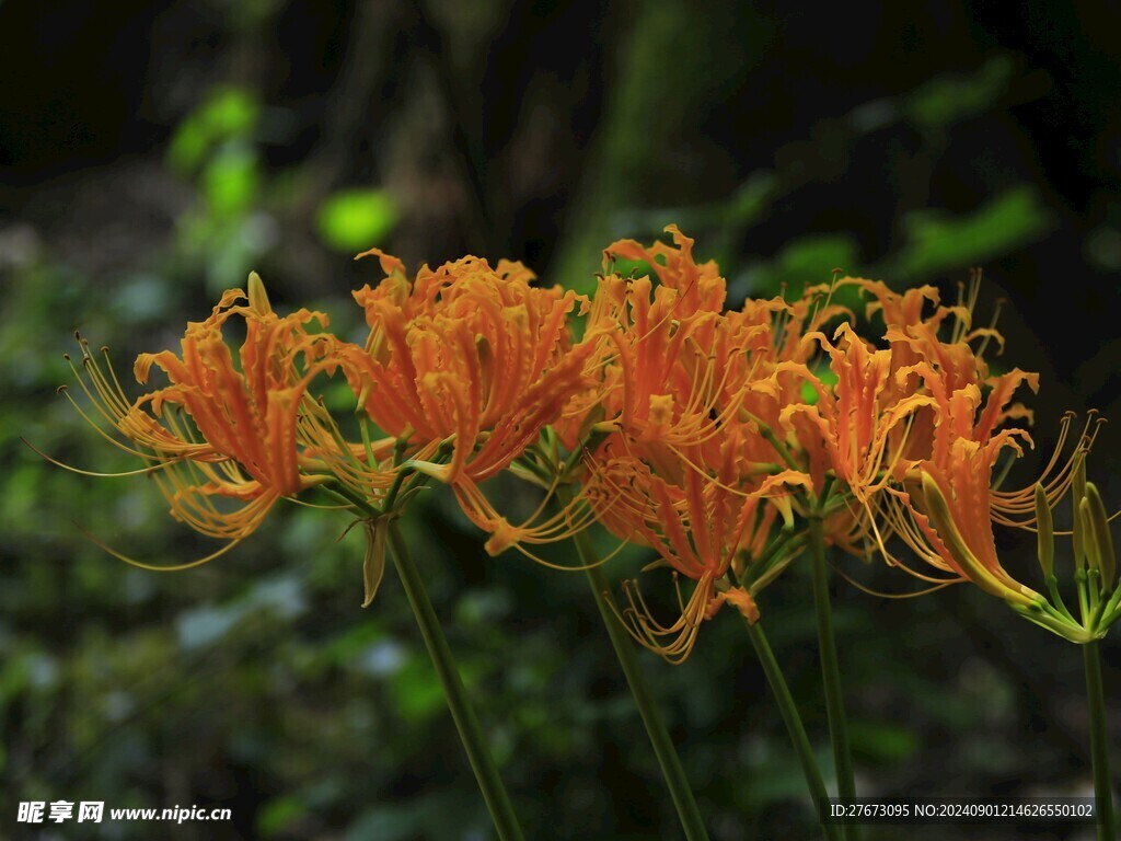 龙爪花