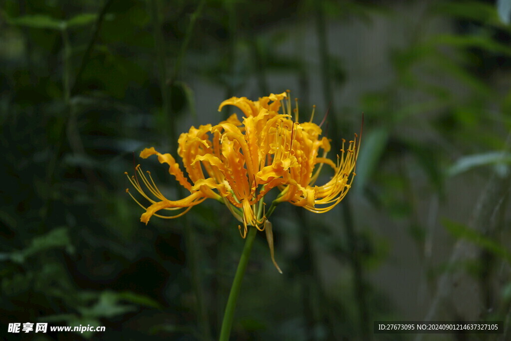 龙爪花