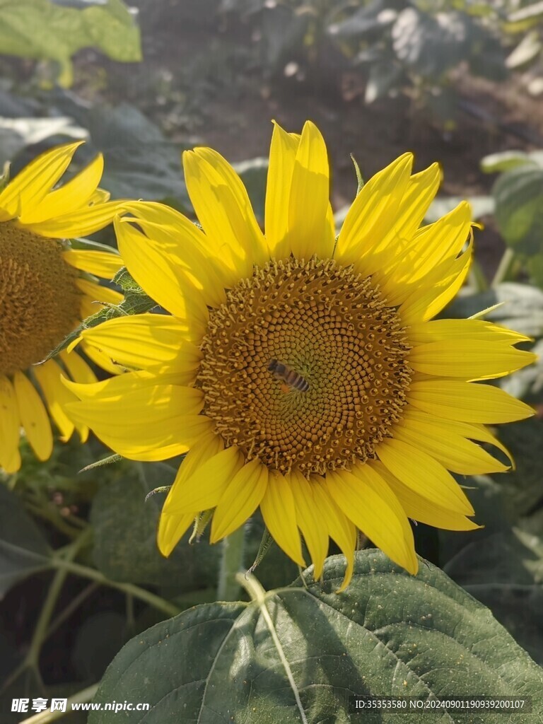 向日葵和蜜蜂