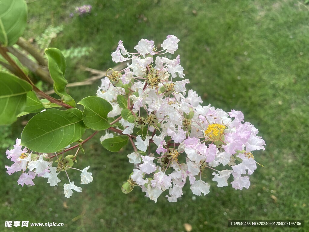 紫薇花