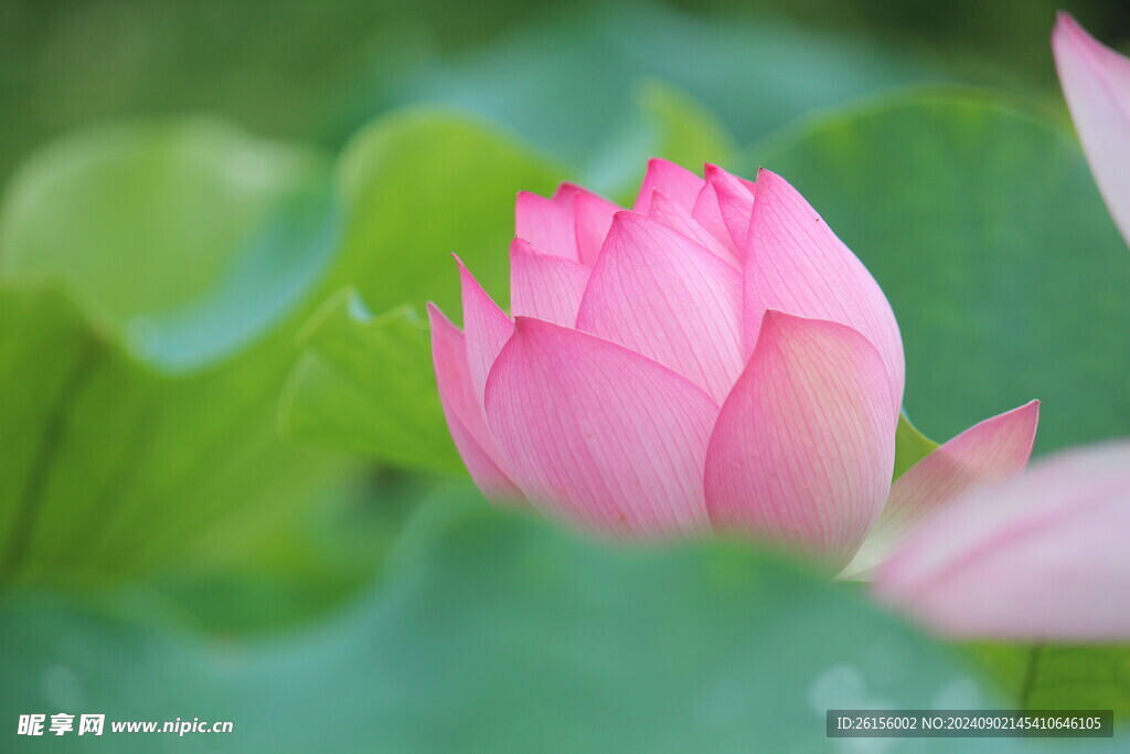 荷花特辑