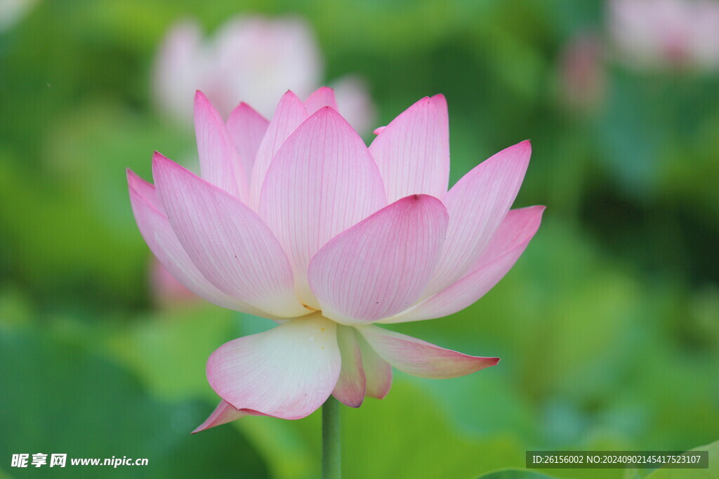 荷花特辑