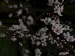 春日桃花