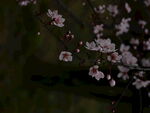 桃花摄影