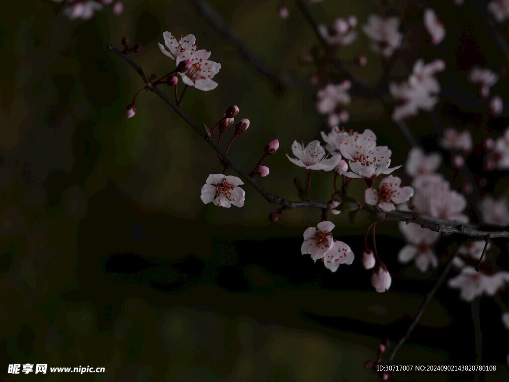 桃花摄影