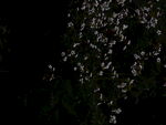 桃花林