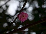 一朵樱花