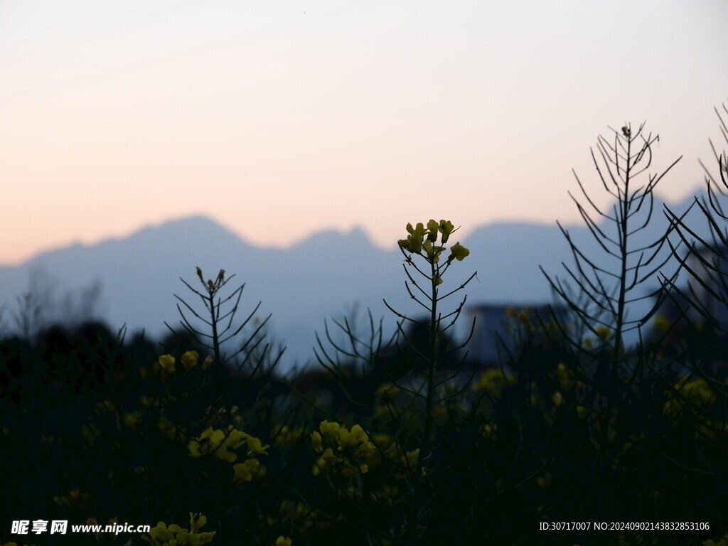 夕阳下的油菜花田