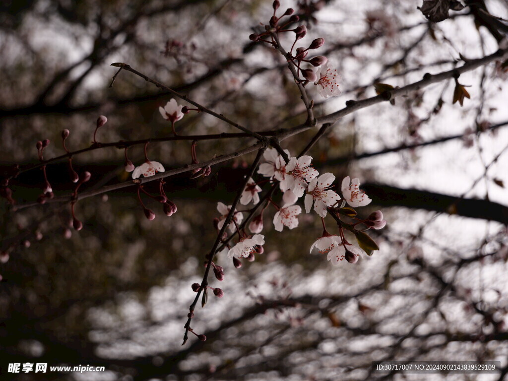 一树桃花