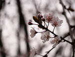 桃花特写