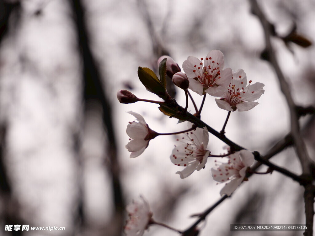 桃花特写