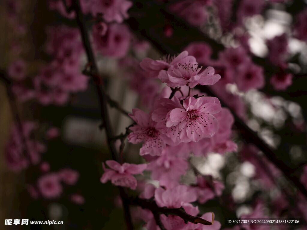 樱花摄影